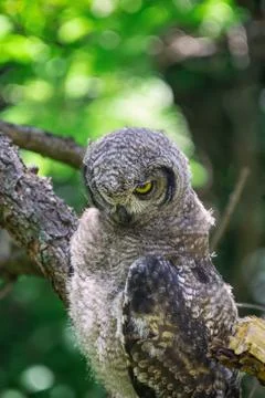 Spotted eagle owl sitting on a tree branch in Cape Town, South Africa Stock Photos