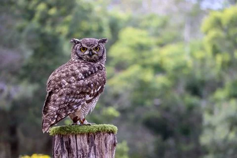 Spotted Eagle Owl from South Africa in a sanctuary in the Garden Route Stock Photos
