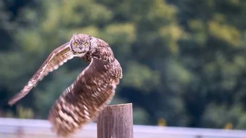 Spotted Eagle Owl taking off from post flying towards camera in slow motion 2 Stock Footage