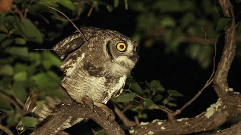 Spotted Eagle Owl on tree branch at night looks engaged in night life Stock Footage 336608017