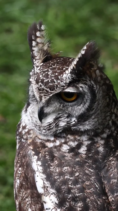 Spotted eagle-owl turning its head around Stock Footage 334316618