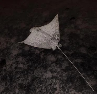 Spotted Eagle Ray - Abstract Foto stock