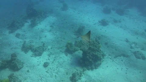 Spotted eagle ray - aetobatus narinari Stock Footage 79794473