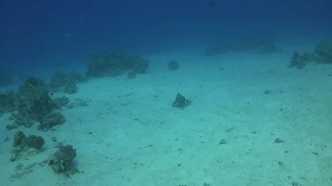 Spotted eagle ray - aetobatus narinari Video stock 79796334