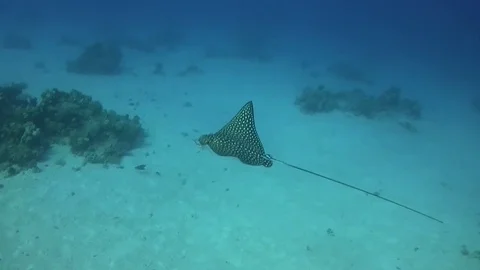 Spotted eagle ray - aetobatus narinari Stock Footage 79796430