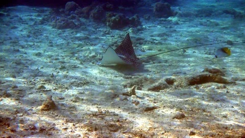 Spotted eagle ray (Aetobatus narinari) taken in the Red Sea Stock Footage 152987204