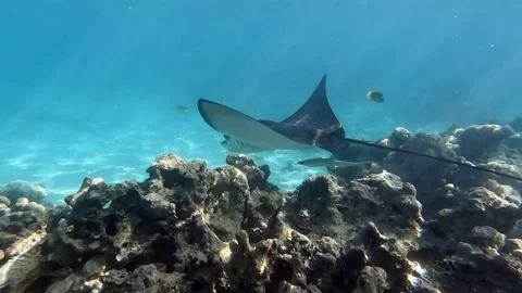 Spotted eagle ray- Aetobatus Narinari ,Red sea 4K video clip Stock Footage 167719309