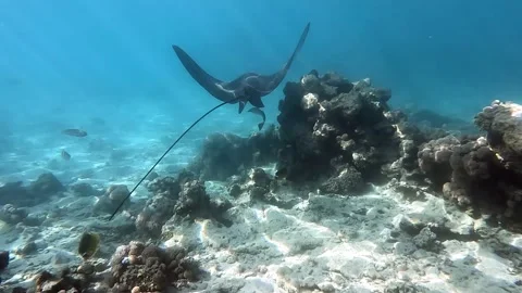 Spotted eagle ray- Aetobatus Narinari ,Red sea 4K video clip Stock Footage 167722714