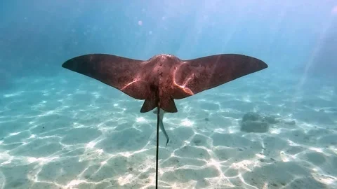 Spotted eagle ray- Aetobatus Narinari ,Red sea 4K video clip Vídeos de archivo 167739378