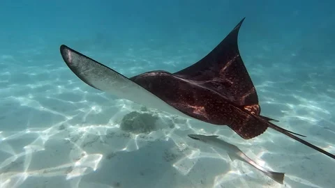 Spotted eagle ray- Aetobatus Narinari ,Red sea 4K video clip Video stock 167752422
