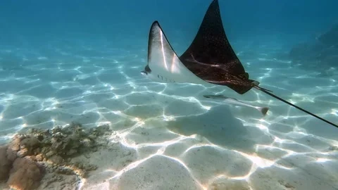Spotted eagle ray- Aetobatus Narinari ,Red sea 4K video clip 스톡 동영상 167796380