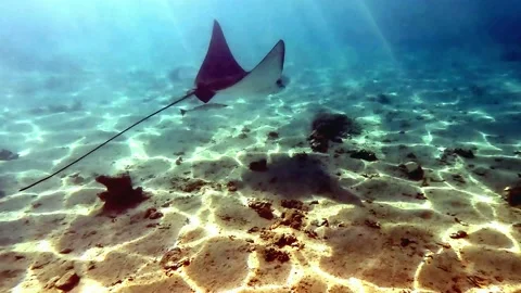 Spotted eagle ray- Aetobatus Narinari ,Red sea 4K video clip Видео 167887315