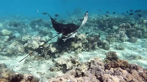 Spotted eagle ray- Aetobatus Narinari ,Red sea 4K video clip Video stock 167927905