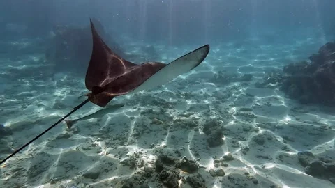 Spotted eagle ray- Aetobatus Narinari ,Red sea 4K video clip 스톡 동영상 167928842
