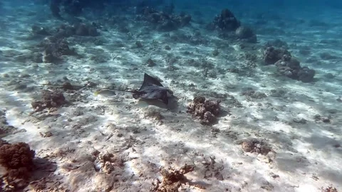 Spotted eagle ray- Aetobatus Narinari ,Red sea 4K video clip Stock Footage 168141408
