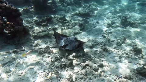 Spotted eagle ray- Aetobatus Narinari ,Red sea 4K video clip Video stock 168163003