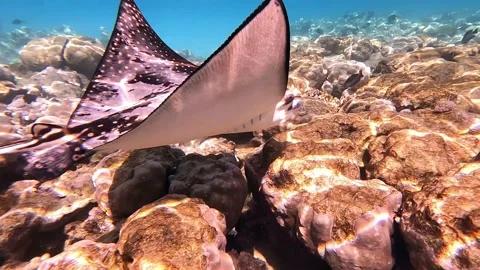 Spotted eagle ray- Aetobatus Narinari ,Red sea 4K video clip Stock Footage 168173929