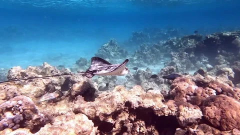 Spotted eagle ray- Aetobatus Narinari ,Red sea 4K video clip Stock Footage 168209366