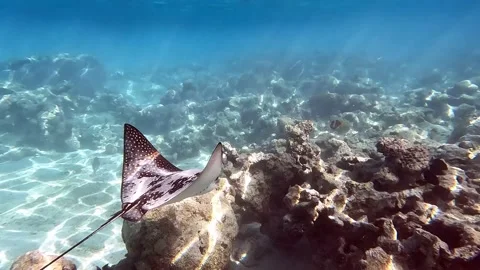 Spotted eagle ray- Aetobatus Narinari ,Red sea 4K video clip Stock Footage 168218802