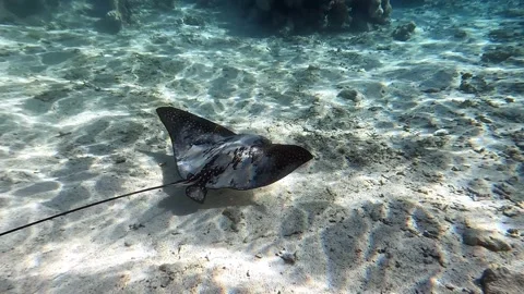 Spotted eagle ray- Aetobatus Narinari ,Red sea 4K video clip 스톡 동영상 168233264