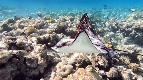 Spotted eagle ray- Aetobatus Narinari ,Red sea 4K video clip Stock Footage 168252620