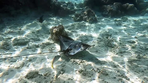 Spotted eagle ray- Aetobatus Narinari ,Red sea 4K video clip 스톡 동영상 168274804