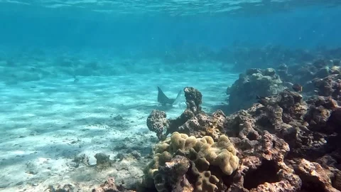 Spotted eagle ray- Aetobatus Narinari ,Red sea 4K video clip 스톡 동영상 169380889