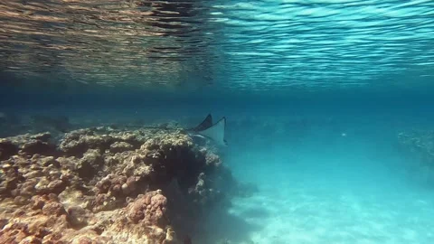 Spotted eagle ray- Aetobatus Narinari ,Red sea 4K video clip Stock Footage 169390602