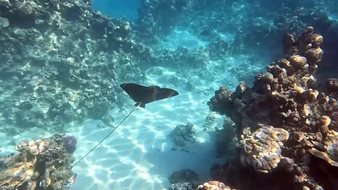 Spotted eagle ray- Aetobatus Narinari ,Red sea 4K video clip 動画素材 169407653
