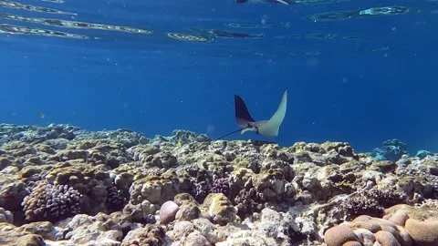 Spotted eagle ray- Aetobatus Narinari ,Red sea 4K video clip Stock-Footage 169420051