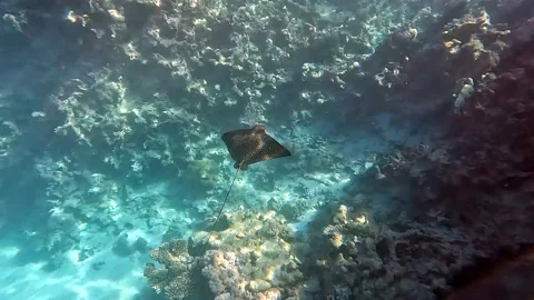 Spotted eagle ray- Aetobatus Narinari ,Red sea 4K video clip Vídeo Stock 169459433
