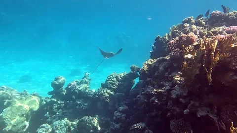 Spotted eagle ray- Aetobatus Narinari ,Red sea 4K video clip Stock Footage 169548108