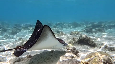 Spotted eagle ray- Aetobatus Narinari ,Red sea 4K video clip 스톡 동영상 171439259