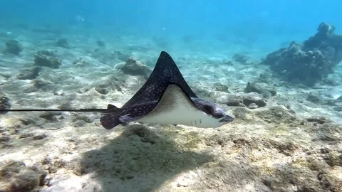 Spotted eagle ray- Aetobatus Narinari ,Red sea 4K video clip Video stock 171459692