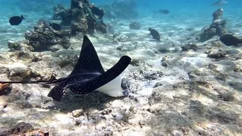 Spotted eagle ray- Aetobatus Narinari ,looking for food.4K video Stock Footage 171554597