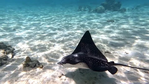 Spotted eagle ray- Aetobatus Narinari ,Red sea 4K video clip 스톡 동영상 171554798