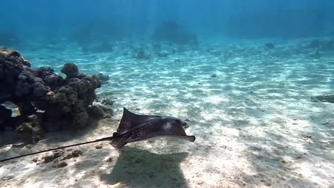 Spotted eagle ray- Aetobatus Narinari ,Red sea 4K video clip 動画素材 171555050