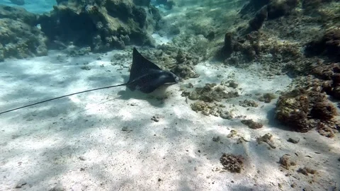 Spotted eagle ray- Aetobatus Narinari ,Red sea 4K video clip Stock Footage 171556534