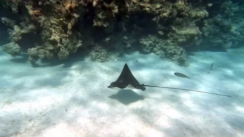 Spotted eagle ray- Aetobatus Narinari ,Red sea 4K video clip 動画素材 171564867