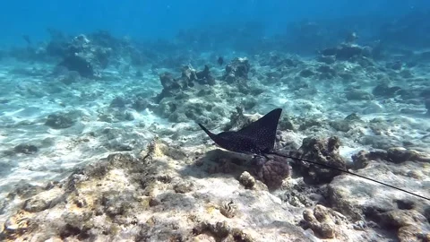 Spotted eagle ray- Aetobatus Narinari ,Red sea 4K video clip 스톡 동영상 171565784