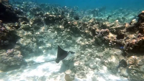 Spotted eagle ray- Aetobatus Narinari ,Red sea 4K video clip Video stock 171566130