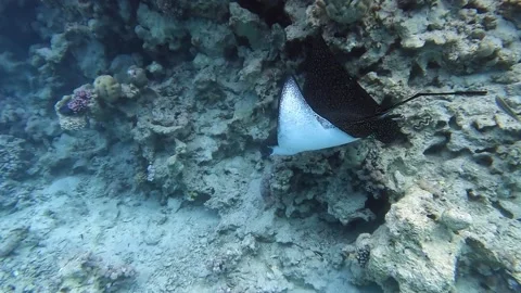 Spotted eagle ray (Aetobatus narinari) swim over the coral reef of the Red Sea Vídeo Stock 274677359