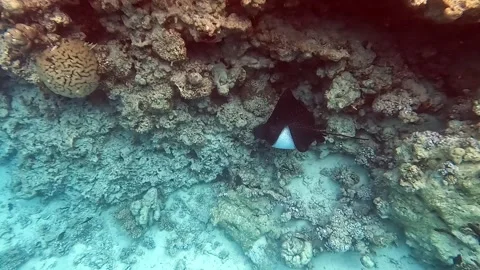 Spotted eagle ray (Aetobatus narinari) swim over the coral reef of the Red Sea Stock-Footage 274677741
