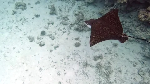 Spotted eagle ray (Aetobatus narinari) swim over the coral reef of the Red Sea Stock Footage 274678443