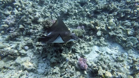 Spotted eagle ray (Aetobatus narinari) swim over the coral reef of the Red Sea Видео 274678820