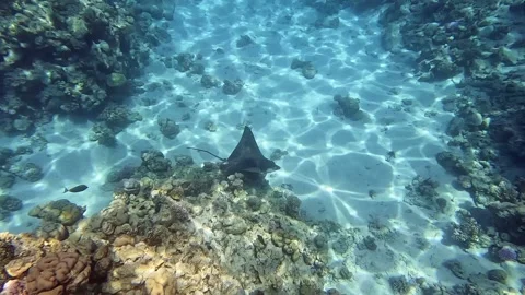 Spotted eagle ray (Aetobatus narinari) swim over the coral reef of the Red Sea Stock Footage 274680892