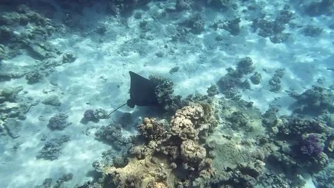 Spotted eagle ray (Aetobatus narinari) swim over the coral reef of the Red Sea Stock Footage 274681328