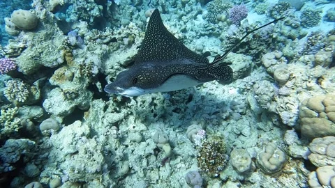 Spotted eagle ray (Aetobatus narinari) swim over the coral reef of the Red Sea Stock Footage 274682900