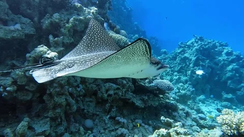 Spotted eagle ray (Aetobatus narinari) swim over the coral reef of the Red Sea Stock Footage 274683960