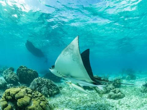 Spotted eagle ray (Aetobatus narinari), Hol Chan Marine Preserve, inside the Fotos de archivo